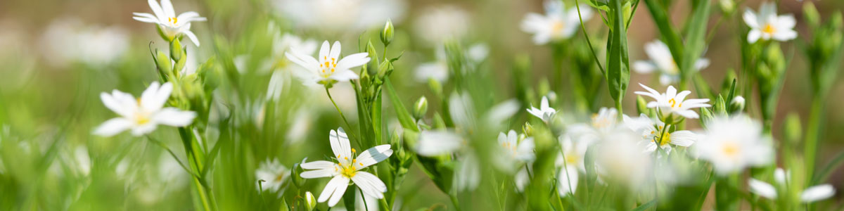 Daisies in field