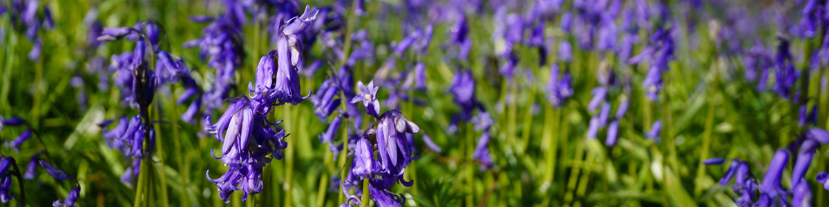 Field of bluebells