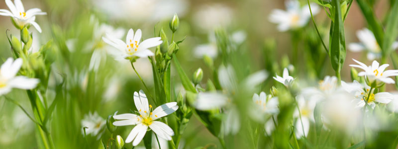 Daisies in field