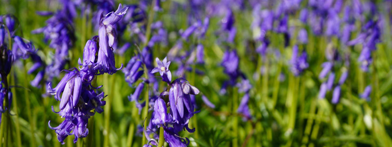 Field of bluebells