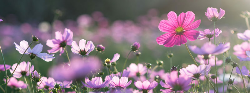 Field of cosmos flower