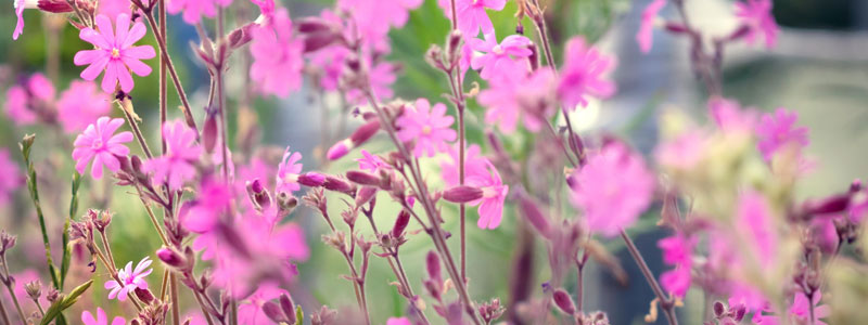 A field of red campion (Silena dioica)