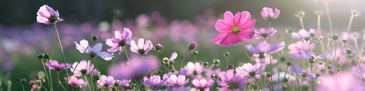 Field of cosmos flower