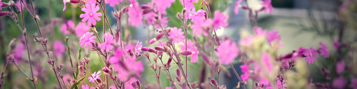 A field of red campion (Silena dioica)