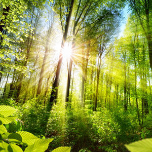 Sunlight shining through trees in the forest